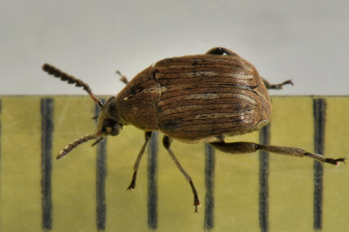 Chrysomelidae Bruchinae: Acanthoscelides sp? No, Bruchidius lineatus